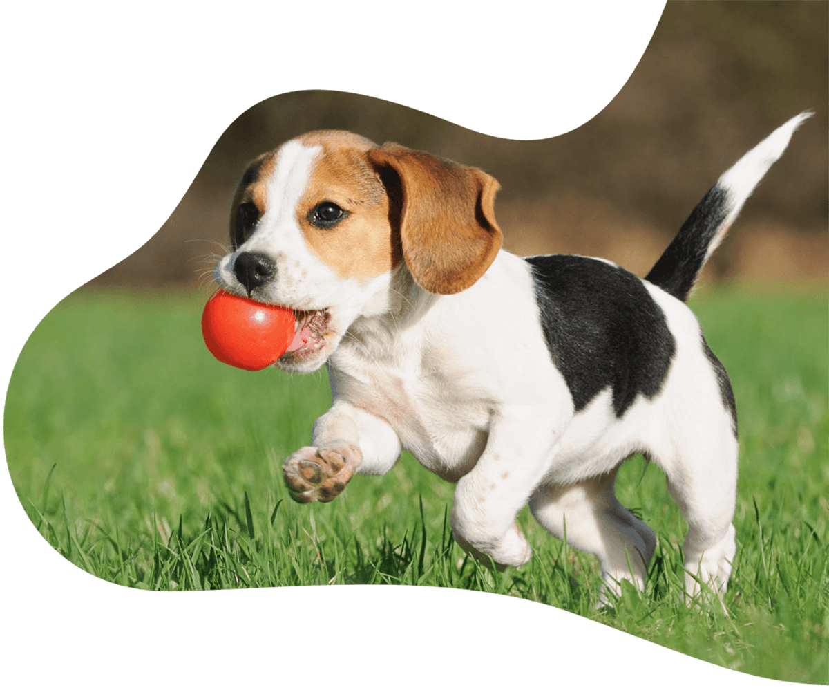 https://superstardogboarding.net/wp-content/uploads/2019/07/hero_image_01.png