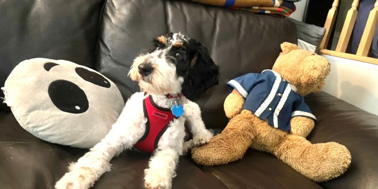 Discovering Pet Paradise Unveiling the Charm of Petsmart Flemington nj