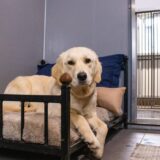 Why One-on-One Dog Boarding is the Best Option for Your Pet’s Safety and Comfort